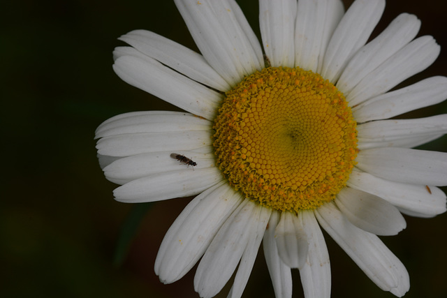 Spring, when a young insect's fancy turns to . . .