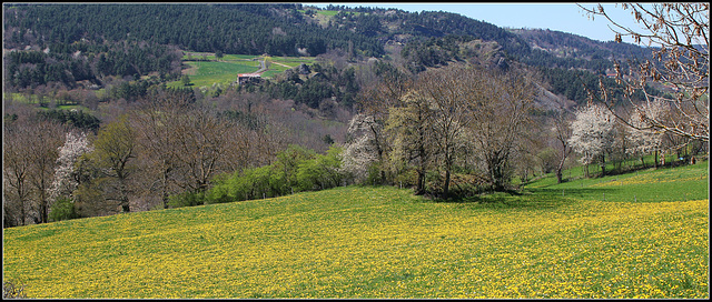 paysage aux pissenlits