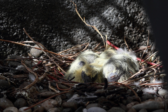 Babys auf dem Dach...