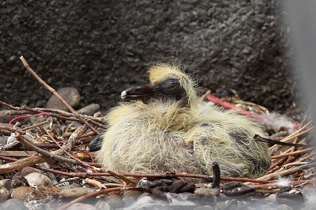 Babys auf dem Dach...