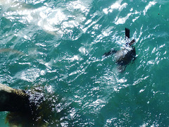 seal at Point Lonsdale jetty