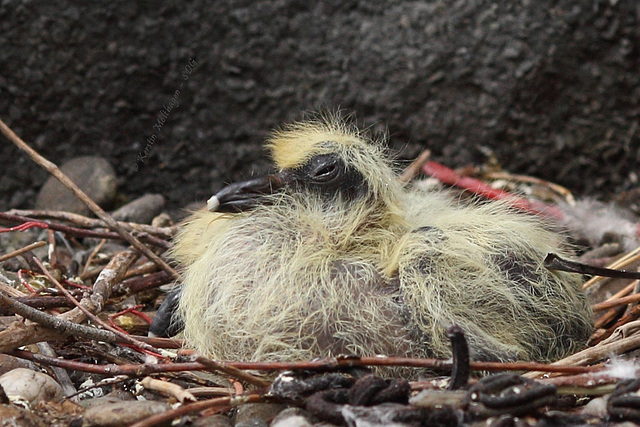 Babys auf dem Dach...