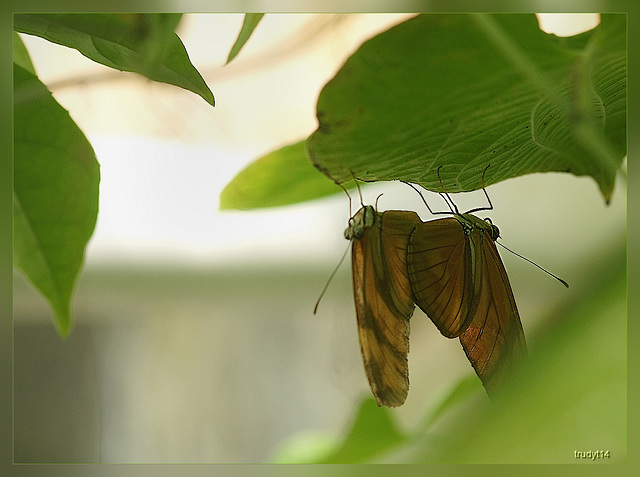 butterflys