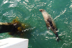 seal at Point Lonsdale jetty