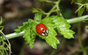 Coccinelle