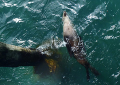 seal at Point Lonsdale jetty