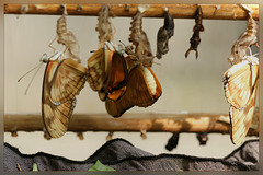 birth of the butterflys