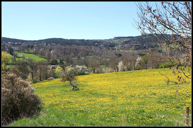 paysage aux pissenlits