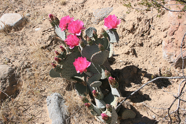 Beavertail in Bloom