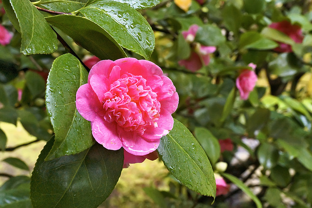 Pink Eye – Japanese Garden, Portland, Oregon