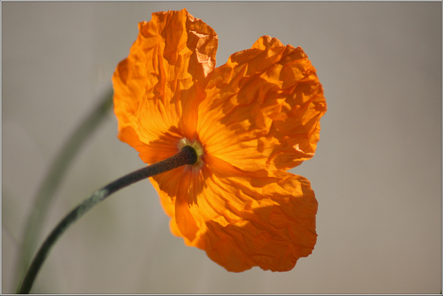 Island-Mohn