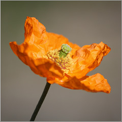 Island-Mohn