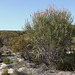 Hakea francisiana