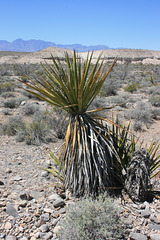 Yucca