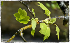 ROCHEFORT (Charente) ROCHEFORT (Charente)