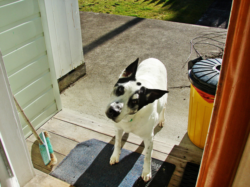 Pippin On Front Doorstep