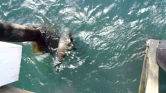 seal at Point Lonsdale jetty