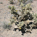 Cholla in bloom