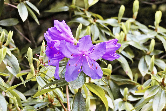 Purple Azalea – Japanese Garden, Portland, Oregon