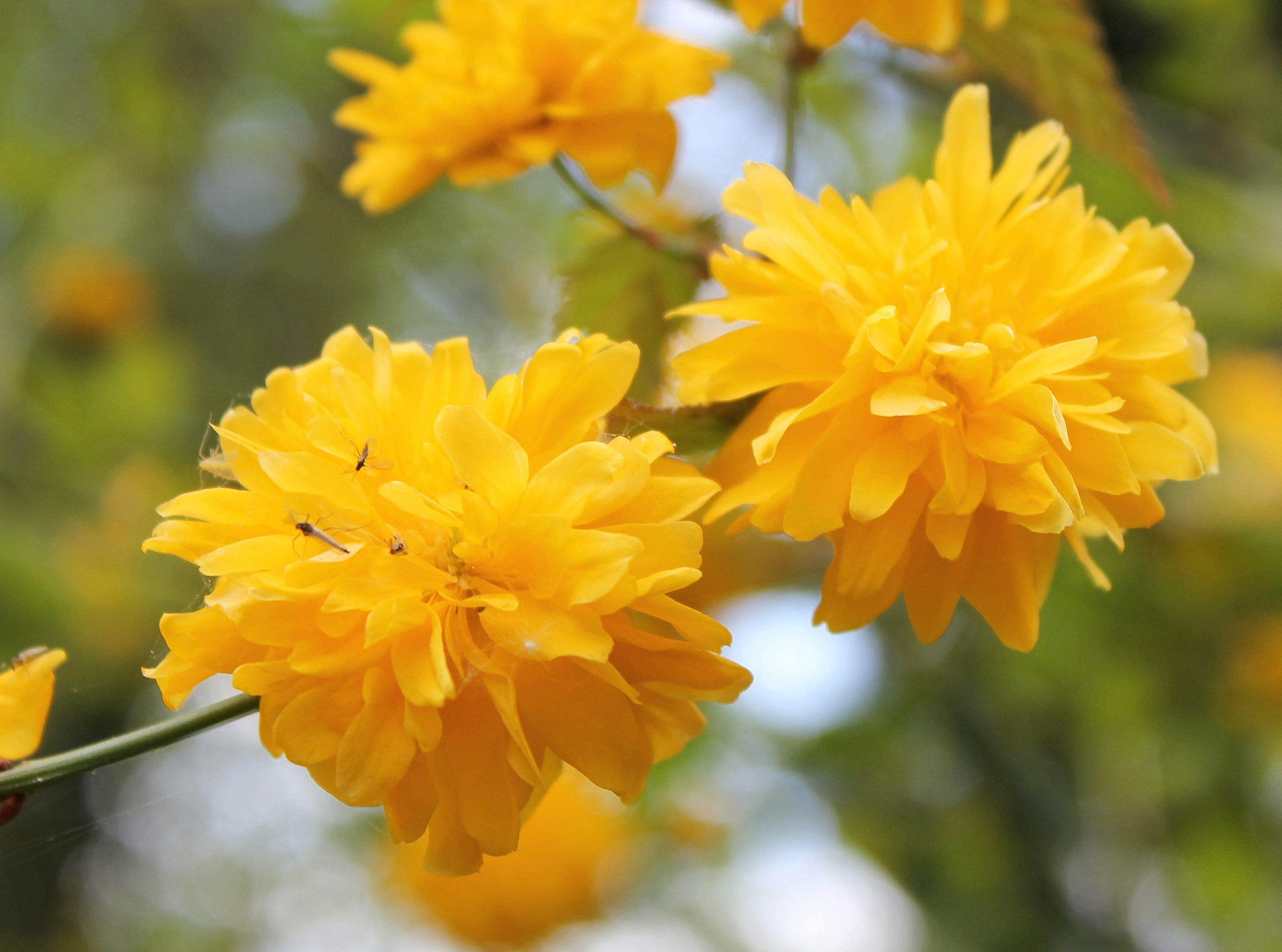 Ranunkelblüten