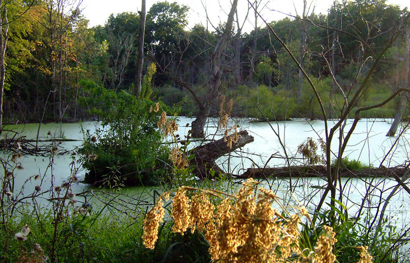 Three Views of a Pond