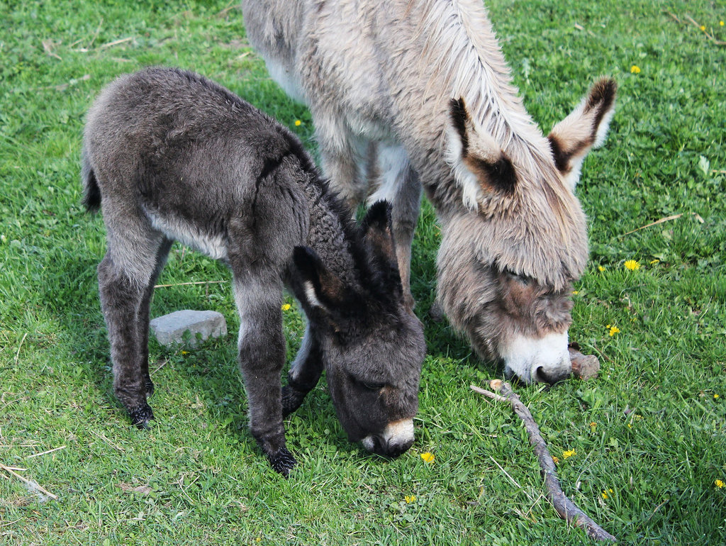 Eselfamilie