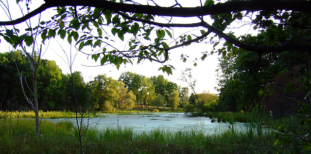 Three Views of a Pond