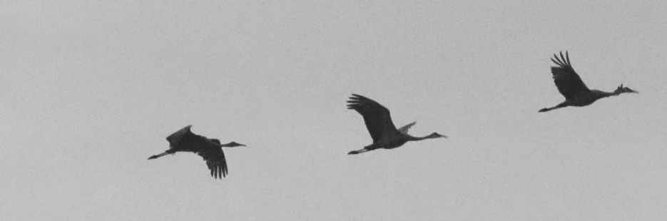 Sandhill Cranes in Flight