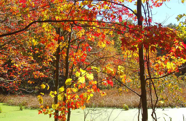 Fall @ Baker Sanctuary