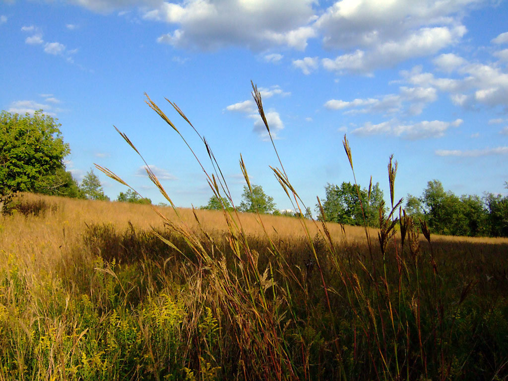 Grasses & Sky