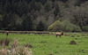 US 101 Roosevelt Elk (1684)