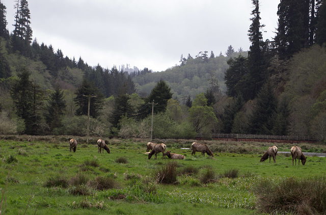 US 101 Roosevelt Elk (1687)