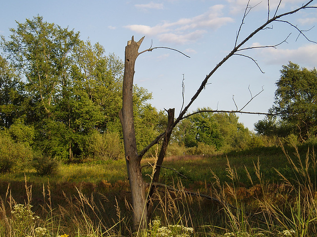 Trees, Grasses, Sky