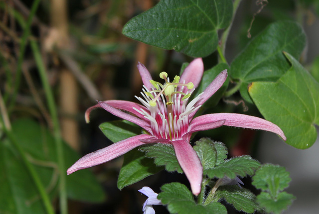 Passiflora sanguinolenta