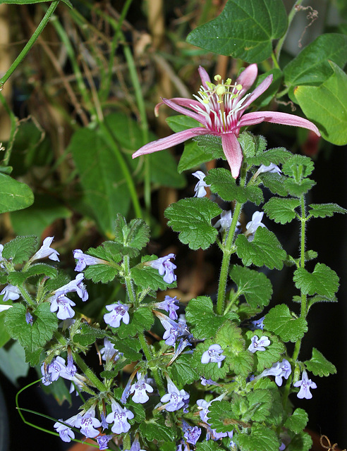 Bouquet improvisé