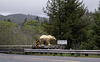 US 101 Klamath River bridge bear (1694)