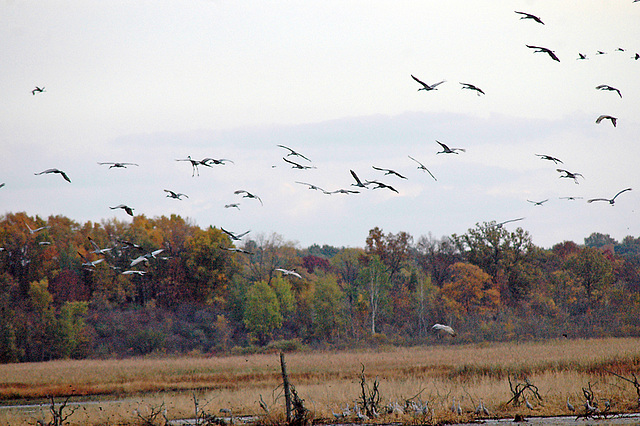 Prehistoric Birds