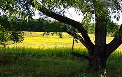 Field, Baker Sanctuary