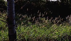 Tall Grass @ Baker Sanctuary