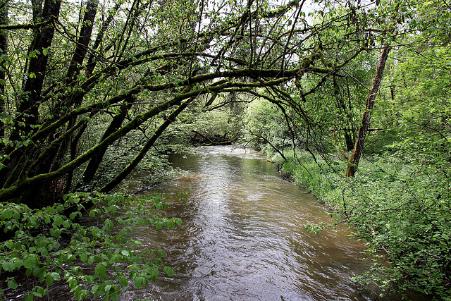 die Schussen bei Durlesbach