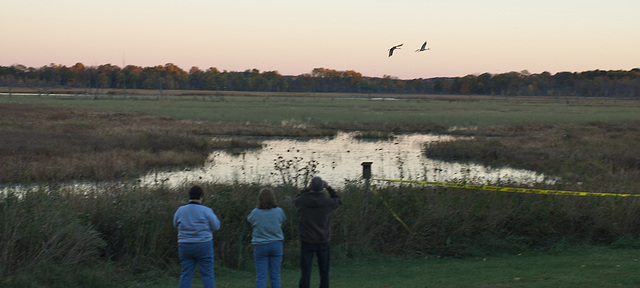 Watching Sandhills