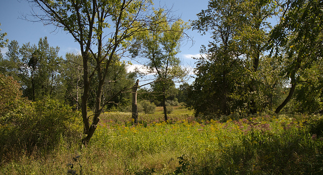 Returning to Nature