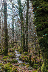 Im Wald - 20140327