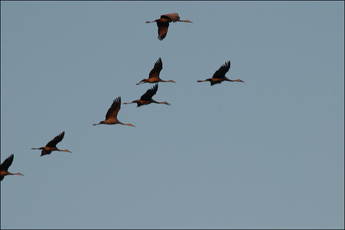Crane Fest