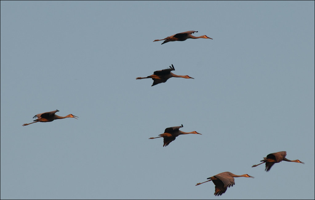 A Few More Cranes