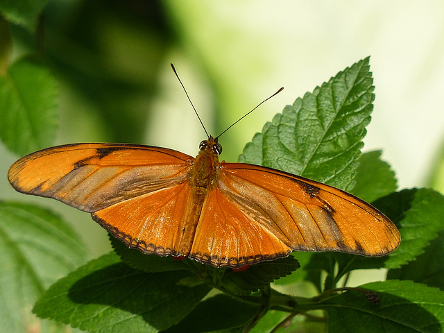 Julia Heliconian / Dryas iulia