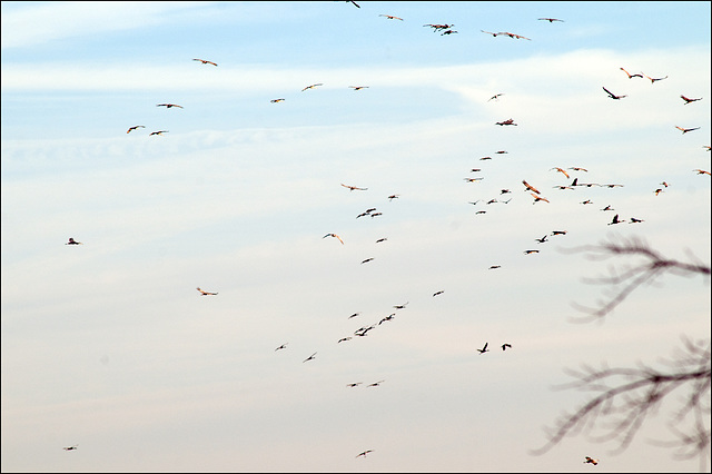 Sky Full of Cranes