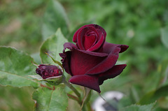 rose "black baccara"