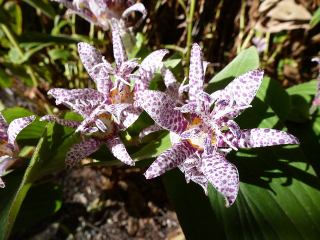 Toad lily