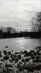 Sky and Pond